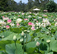 Lotus Flower Season - Kalgoorlie Accommodation