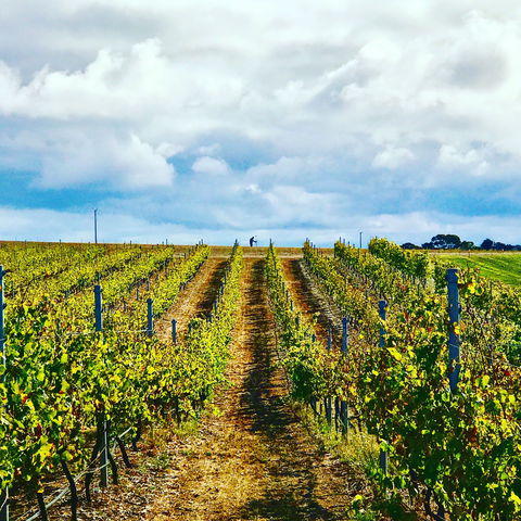 Peter Teakle Wines - Kalgoorlie Accommodation 1