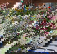 Sapphire Coast Orchid Club Spring Orchid Show - Kalgoorlie Accommodation