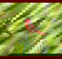 Spring into Finches and Softbills - Kalgoorlie Accommodation