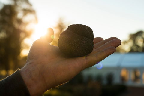 The Truffle Festival - Canberra Region - Kalgoorlie Accommodation 0
