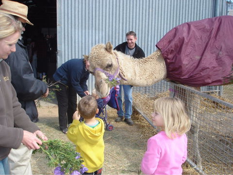 Wangaratta Show - Kalgoorlie Accommodation 1