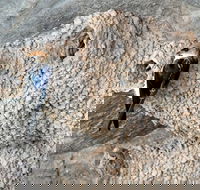 2020 Katherine Bird Festival - Kalgoorlie Accommodation