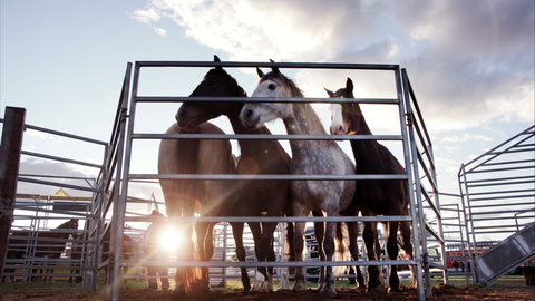 Cunnamulla Fella Festival 2020 - Kalgoorlie Accommodation 1