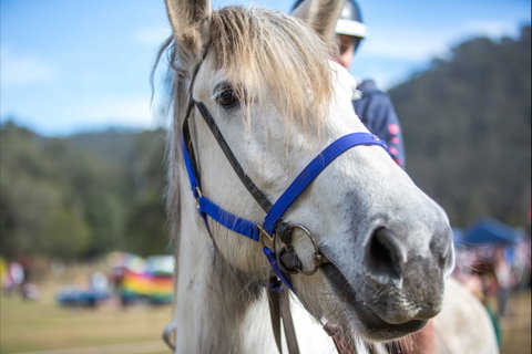 Horses Birthday Festival - Kalgoorlie Accommodation 1