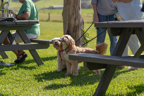 Live Music Sundays At Mountain Ridge Wines - Kalgoorlie Accommodation 1