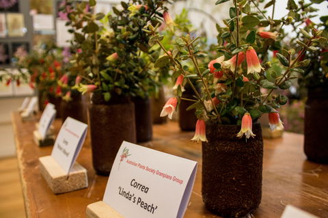 Pomonal Native Flower Show - Kalgoorlie Accommodation 1