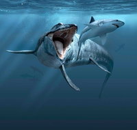 Sea Monsters - Prehistoric Ocean Predators - Kalgoorlie Accommodation