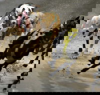 Twilight Greyhound Racing - Kalgoorlie Accommodation