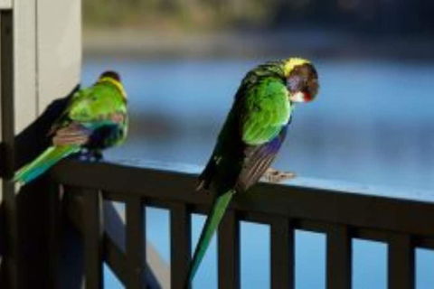 RAC Karri Valley Resort - Kalgoorlie Accommodation 3