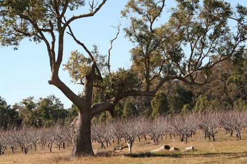 The Farmhouse At Blue Wren Wines - Kalgoorlie Accommodation 1