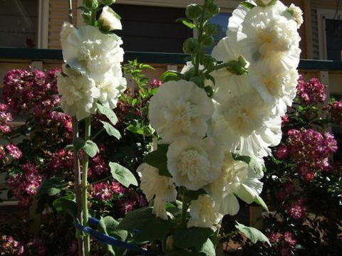 Nannup Riverview Cottage - Kalgoorlie Accommodation 2