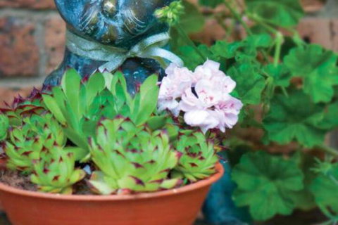 Clifton Gardens Bed & Breakfast Orange - Kalgoorlie Accommodation 2