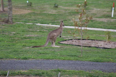 Nyora Lodge B & B - Kalgoorlie Accommodation 7