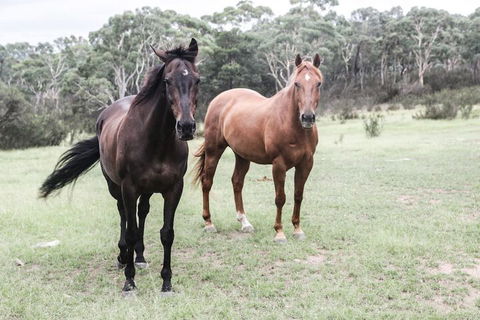 The Saddle Camp Tiny House Braidwood - Kalgoorlie Accommodation 1