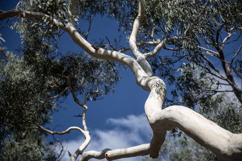 The Saddle Camp Tiny House Braidwood - Kalgoorlie Accommodation 6