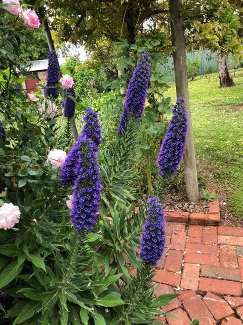 Barossa Barn Bed & Breakfast - Kalgoorlie Accommodation 2