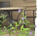 Amalie Cottage Waikerie Unit 1 - Kalgoorlie Accommodation