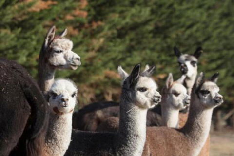 Malakai Farm Stay - Kalgoorlie Accommodation 4