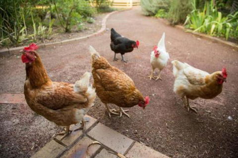 Malakai Farm Stay - Kalgoorlie Accommodation 7