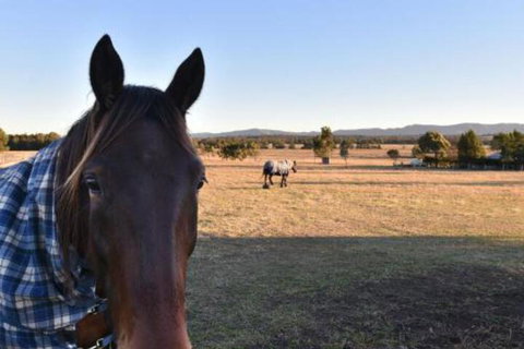 Clydesdale Cottage On Talga With Real Clydesdale Horses - Kalgoorlie Accommodation 0