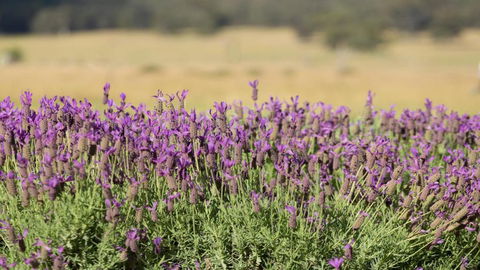 Bonn Abbey Magnificent Stone Abbey - Kalgoorlie Accommodation 2