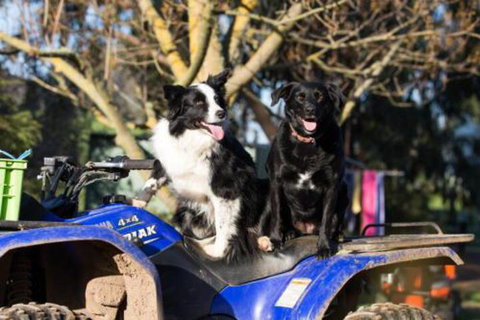 Fellcroft Farmstay - Kalgoorlie Accommodation 3