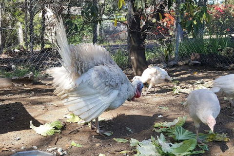 Gowrie Agapanthous - Kalgoorlie Accommodation 1