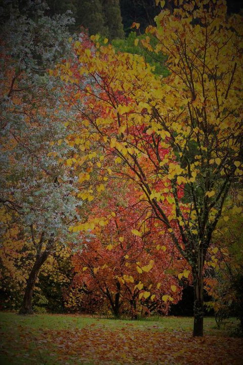 BROWNS COTTAGE - Kalgoorlie Accommodation 4