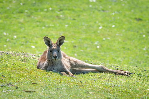 Halls Gap Motel - Kalgoorlie Accommodation 5
