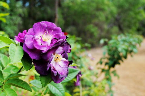Caves Road Chalets - Kalgoorlie Accommodation 3