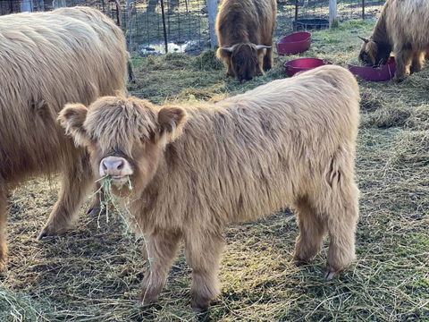 Maggies Farmstay - Kalgoorlie Accommodation 4