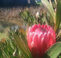 Creswick Cabin Retreat - Kalgoorlie Accommodation