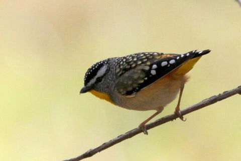 Tracks End Retreat - Kalgoorlie Accommodation 7