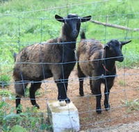 Alstonville Country Cottages - Kalgoorlie Accommodation