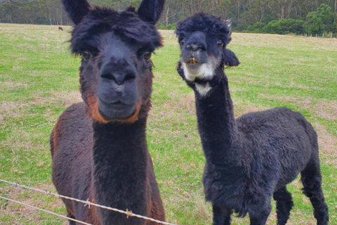 Cinnamon Coloureds Farm Cottages - Kalgoorlie Accommodation 6