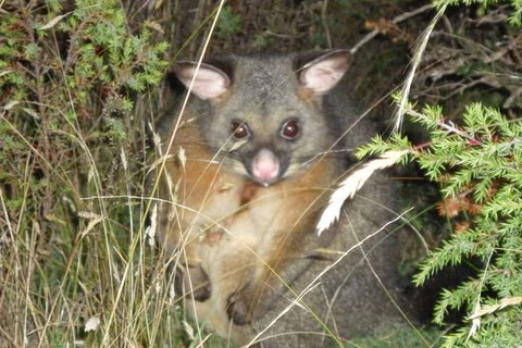 Forest Walks Lodge - Kalgoorlie Accommodation 6