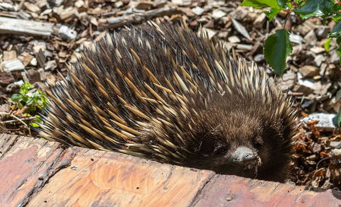 Flowerdale Estate - Kalgoorlie Accommodation 3