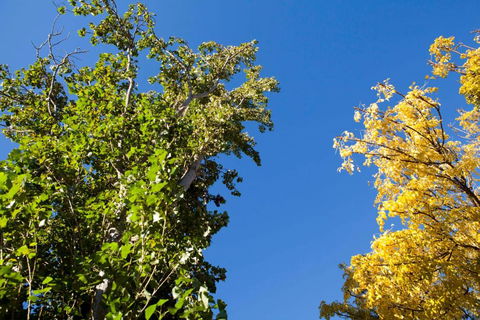 Strayleaves Caravan Park - Kalgoorlie Accommodation 4