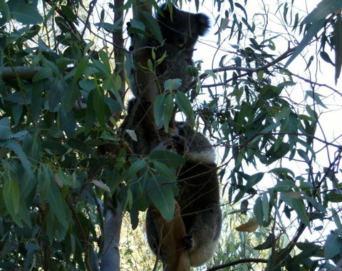 Friends At McLaren Vale - Kalgoorlie Accommodation 1