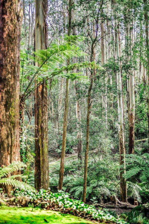 Fernglen Forest Retreat - Kalgoorlie Accommodation 1