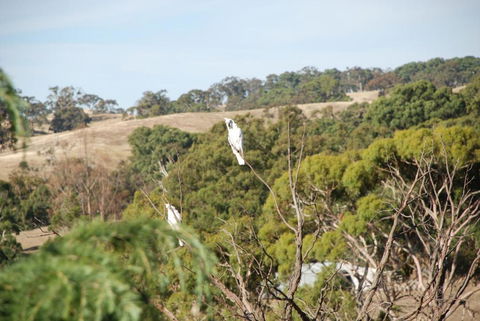 Mancuso Country Cottage Retreat - Kalgoorlie Accommodation 6