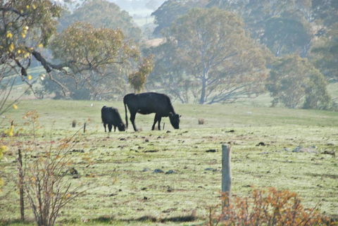 Mancuso Country Cottage Retreat - Kalgoorlie Accommodation 5