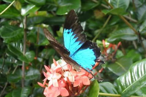 Cairns Crystal Cascades Holiday Park - Kalgoorlie Accommodation 4