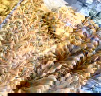 Hawat Pastry - Kalgoorlie Accommodation