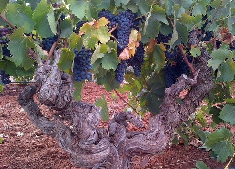 John Duval Wines - Kalgoorlie Accommodation 2