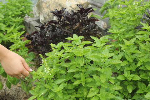 Hillview Herb Farm - Kalgoorlie Accommodation 1