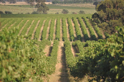 John Gehrig Wines Rutherglen - Kalgoorlie Accommodation 2