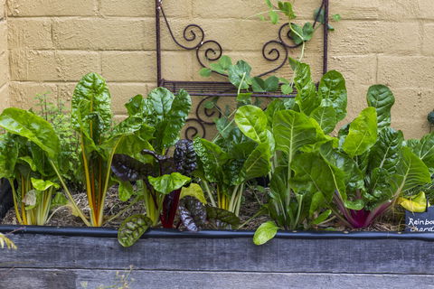 A Bite To Eat - Kalgoorlie Accommodation 1