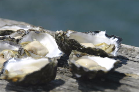 Jim Wild's Oyster Service - Kalgoorlie Accommodation 0